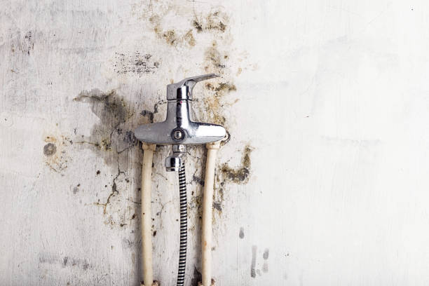 Best Black Mold Removal  in Fillmore, CA