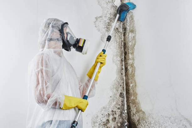 Best Residential Mold Removal  in Fillmore, CA