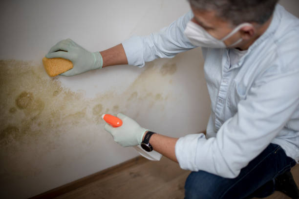 Best Home Mold Removal  in Fillmore, CA