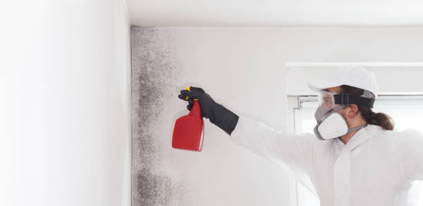 Best Mold Testing  in Fillmore, CA