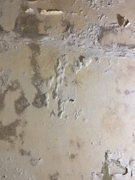 Best Local Mold Removal Service  in Fillmore, CA