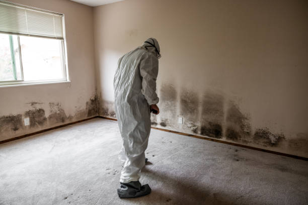 Crawl Space Mold Removal in Fillmore, CA
