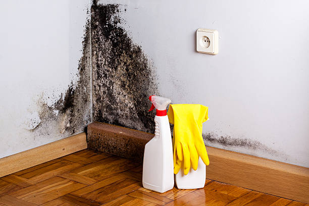 Best Certified Mold Removal  in Fillmore, CA