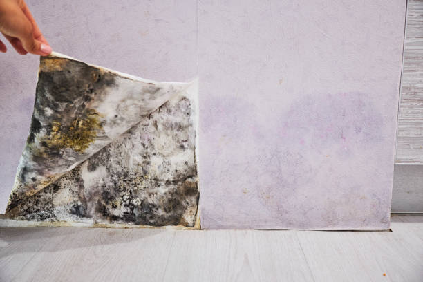 Best Crawl Space Mold Removal  in Fillmore, CA